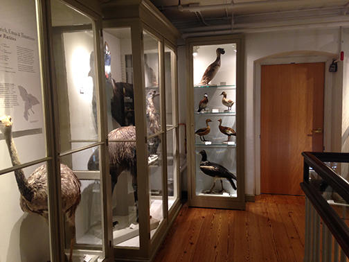 HMNH Bird Gallery